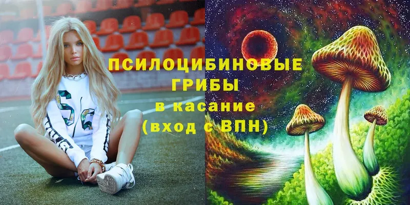 Псилоцибиновые грибы Psilocybe  где купить наркоту  Дубовка 